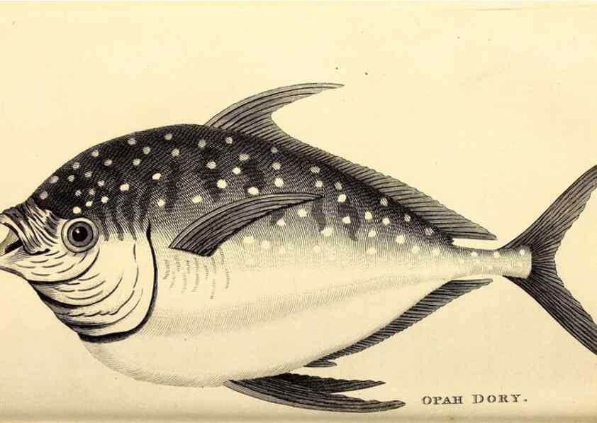 Reproducción/Reproduction 49826970152: General zoology, or Systematic natural history. London,Printed for G. Kearsley,1800-1826.. 