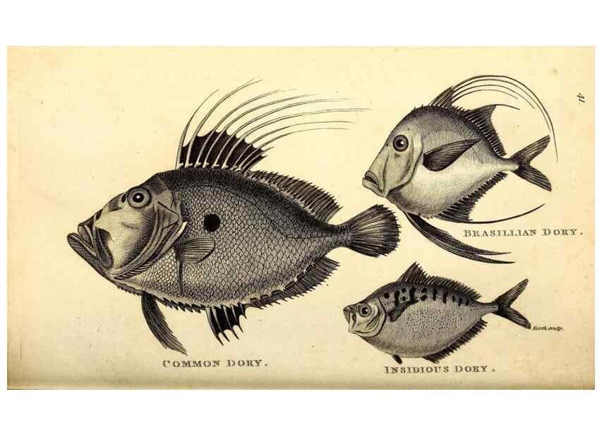 Reproducción/Reproduction 49826122333: General zoology, or Systematic natural history. London,Printed for G. Kearsley,1800-1826.. 