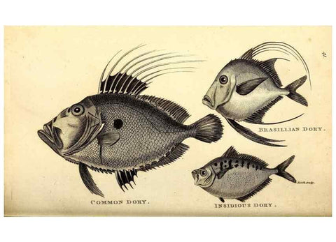Reproducción/Reproduction 49826122333: General zoology, or Systematic natural history. London,Printed for G. Kearsley,1800-1826.. 