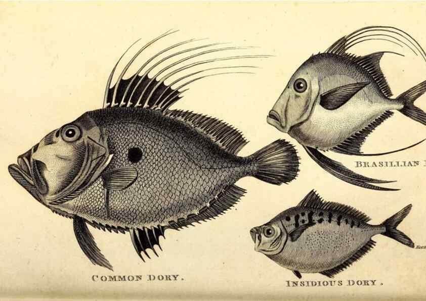 Reproducción/Reproduction 49826122333: General zoology, or Systematic natural history. London,Printed for G. Kearsley,1800-1826.. 