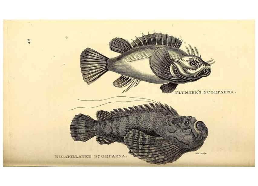 Reproducción/Reproduction 49826969442: General zoology, or Systematic natural history. London,Printed for G. Kearsley,1800-1826.. 