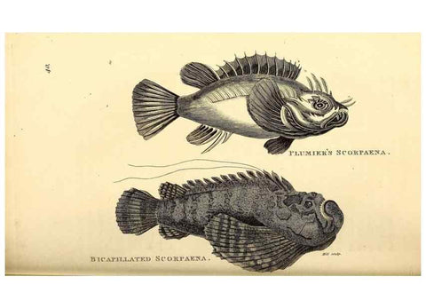 Reproducción/Reproduction 49826969442: General zoology, or Systematic natural history. London,Printed for G. Kearsley,1800-1826.. 