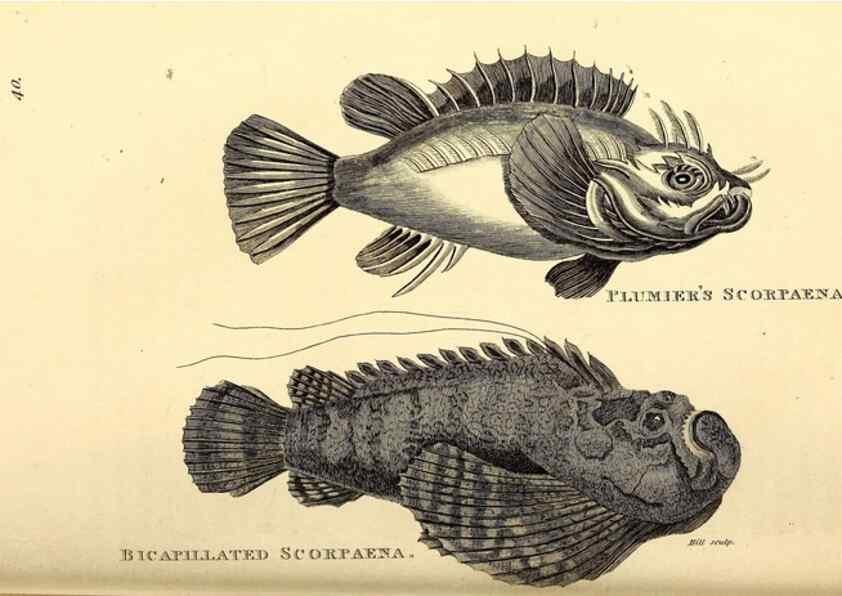 Reproducción/Reproduction 49826969442: General zoology, or Systematic natural history. London,Printed for G. Kearsley,1800-1826.. 