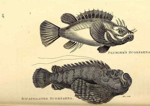Reproducción/Reproduction 49826969442: General zoology, or Systematic natural history. London,Printed for G. Kearsley,1800-1826.. 