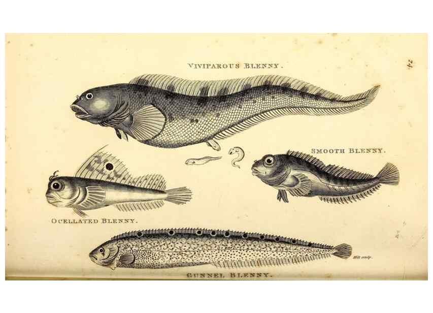 Reproducción/Reproduction 49826965192: General zoology, or Systematic natural history. London,Printed for G. Kearsley,1800-1826.. 