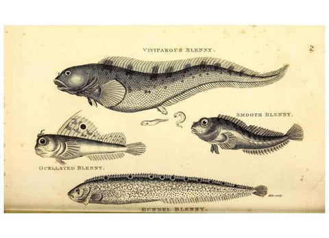 Reproducción/Reproduction 49826965192: General zoology, or Systematic natural history. London,Printed for G. Kearsley,1800-1826.. 