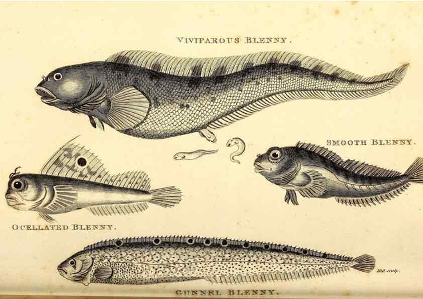 Reproducción/Reproduction 49826965192: General zoology, or Systematic natural history. London,Printed for G. Kearsley,1800-1826.. 