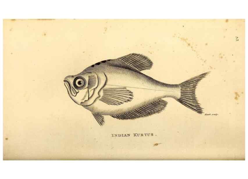 Reproducción/Reproduction 49826965512: General zoology, or Systematic natural history. London,Printed for G. Kearsley,1800-1826.. 