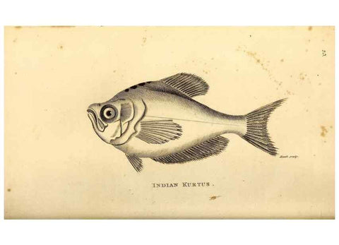 Reproducción/Reproduction 49826965512: General zoology, or Systematic natural history. London,Printed for G. Kearsley,1800-1826.. 