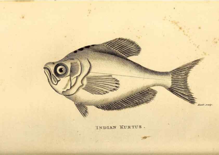 Reproducción/Reproduction 49826965512: General zoology, or Systematic natural history. London,Printed for G. Kearsley,1800-1826.. 