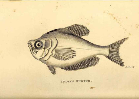 Reproducción/Reproduction 49826965512: General zoology, or Systematic natural history. London,Printed for G. Kearsley,1800-1826.. 