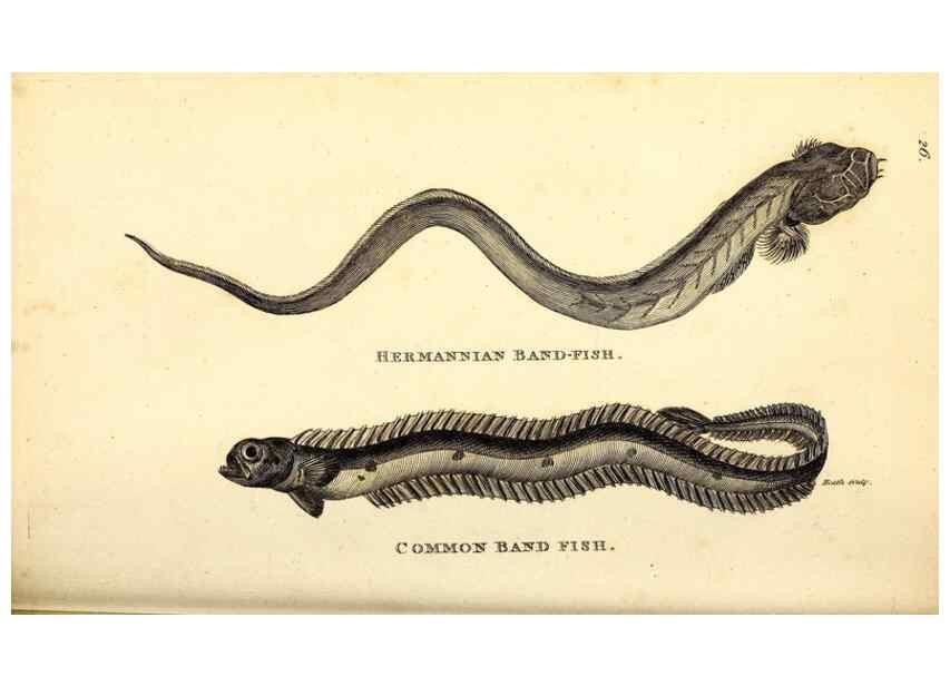 Reproducción/Reproduction 49826118638: General zoology, or Systematic natural history. London,Printed for G. Kearsley,1800-1826.. 