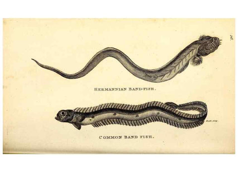 Reproducción/Reproduction 49826118638: General zoology, or Systematic natural history. London,Printed for G. Kearsley,1800-1826.. 