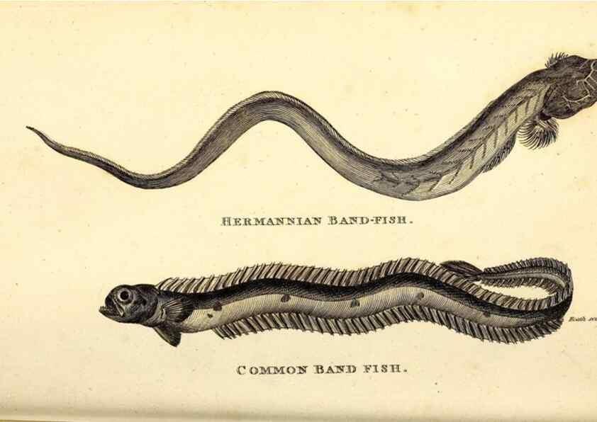 Reproducción/Reproduction 49826118638: General zoology, or Systematic natural history. London,Printed for G. Kearsley,1800-1826.. 