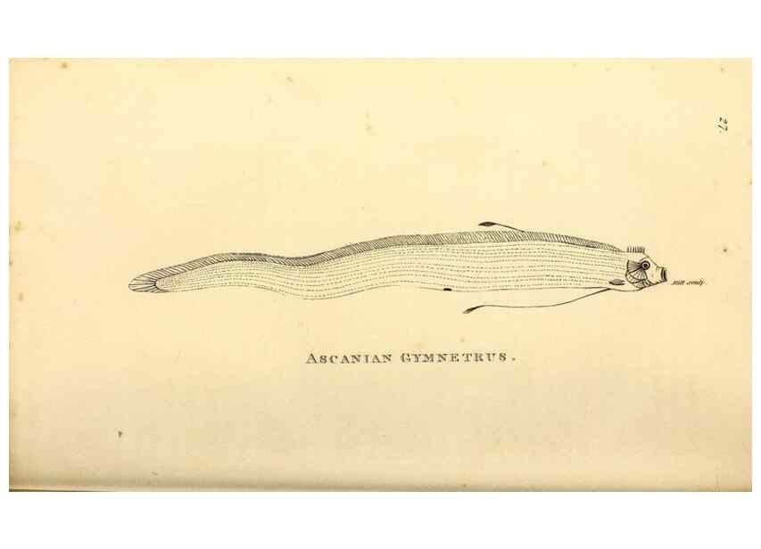 Reproducción/Reproduction 49826966052: General zoology, or Systematic natural history. London,Printed for G. Kearsley,1800-1826.. 