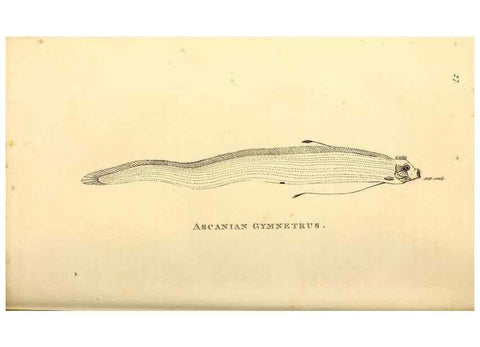 Reproducción/Reproduction 49826966052: General zoology, or Systematic natural history. London,Printed for G. Kearsley,1800-1826.. 