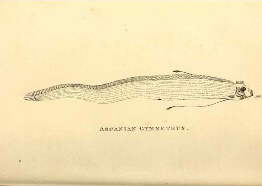 Reproducción/Reproduction 49826966052: General zoology, or Systematic natural history. London,Printed for G. Kearsley,1800-1826.. 