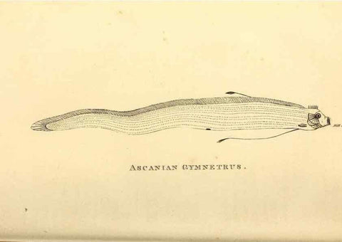 Reproducción/Reproduction 49826966052: General zoology, or Systematic natural history. London,Printed for G. Kearsley,1800-1826.. 