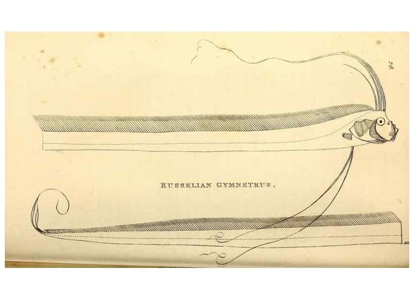 Reproducción/Reproduction 49826966312: General zoology, or Systematic natural history. London,Printed for G. Kearsley,1800-1826.. 