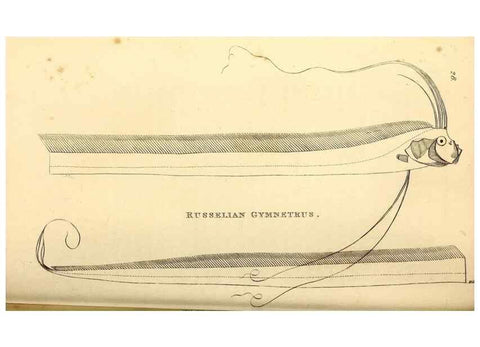 Reproducción/Reproduction 49826966312: General zoology, or Systematic natural history. London,Printed for G. Kearsley,1800-1826.. 