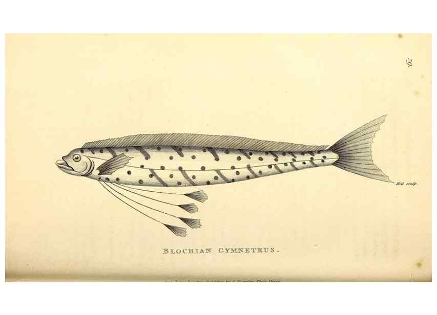 Reproducción/Reproduction 49826119288: General zoology, or Systematic natural history. London,Printed for G. Kearsley,1800-1826.. 