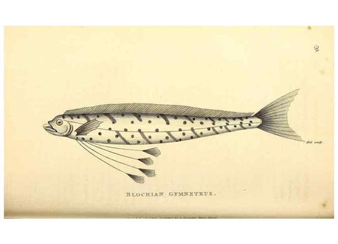 Reproducción/Reproduction 49826119288: General zoology, or Systematic natural history. London,Printed for G. Kearsley,1800-1826.. 