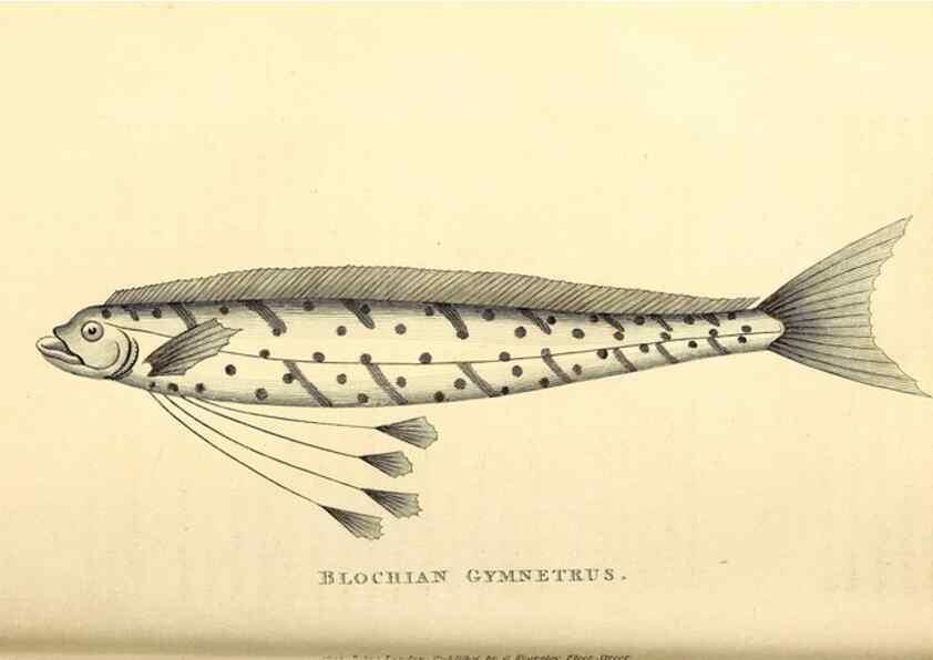 Reproducción/Reproduction 49826119288: General zoology, or Systematic natural history. London,Printed for G. Kearsley,1800-1826.. 