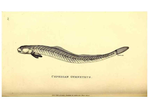 Reproducción/Reproduction 49826966807: General zoology, or Systematic natural history. London,Printed for G. Kearsley,1800-1826.. 