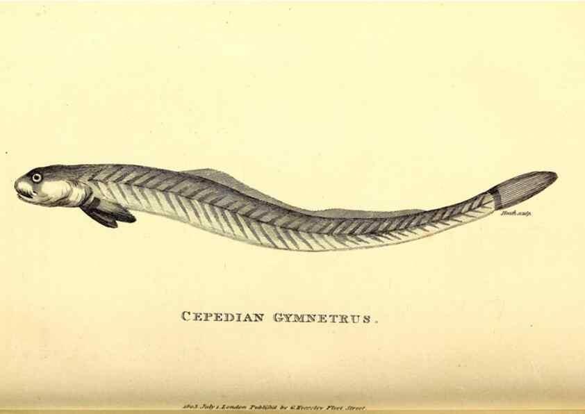 Reproducción/Reproduction 49826966807: General zoology, or Systematic natural history. London,Printed for G. Kearsley,1800-1826.. 