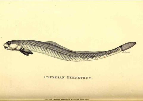 Reproducción/Reproduction 49826966807: General zoology, or Systematic natural history. London,Printed for G. Kearsley,1800-1826.. 
