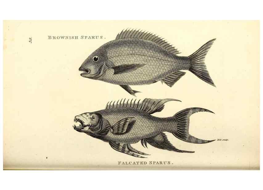 Reproducción/Reproduction 49826660601: General zoology, or Systematic natural history. London,Printed for G. Kearsley,1800-1826.. 