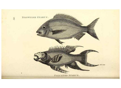 Reproducción/Reproduction 49826660601: General zoology, or Systematic natural history. London,Printed for G. Kearsley,1800-1826.. 