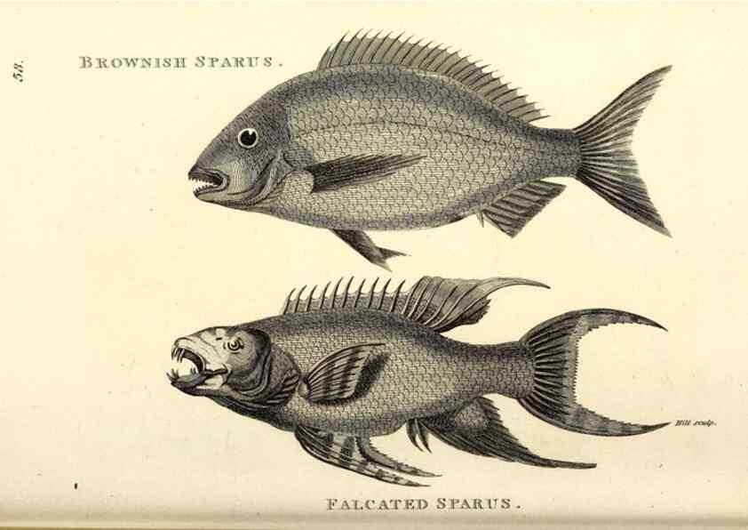 Reproducción/Reproduction 49826660601: General zoology, or Systematic natural history. London,Printed for G. Kearsley,1800-1826.. 