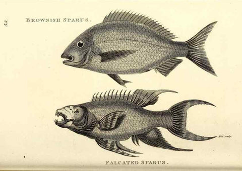 Reproducción/Reproduction 49826660601: General zoology, or Systematic natural history. London,Printed for G. Kearsley,1800-1826.. 