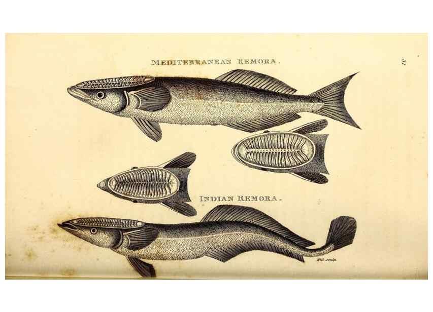 Reproducción/Reproduction 49826119863: General zoology, or Systematic natural history. London,Printed for G. Kearsley,1800-1826.. 