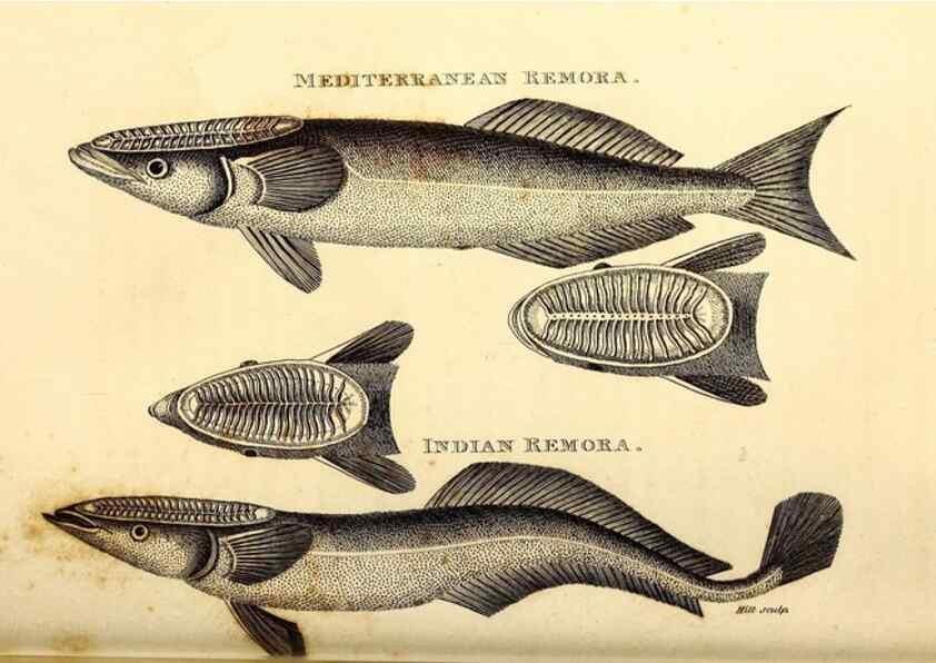 Reproducción/Reproduction 49826119863: General zoology, or Systematic natural history. London,Printed for G. Kearsley,1800-1826.. 