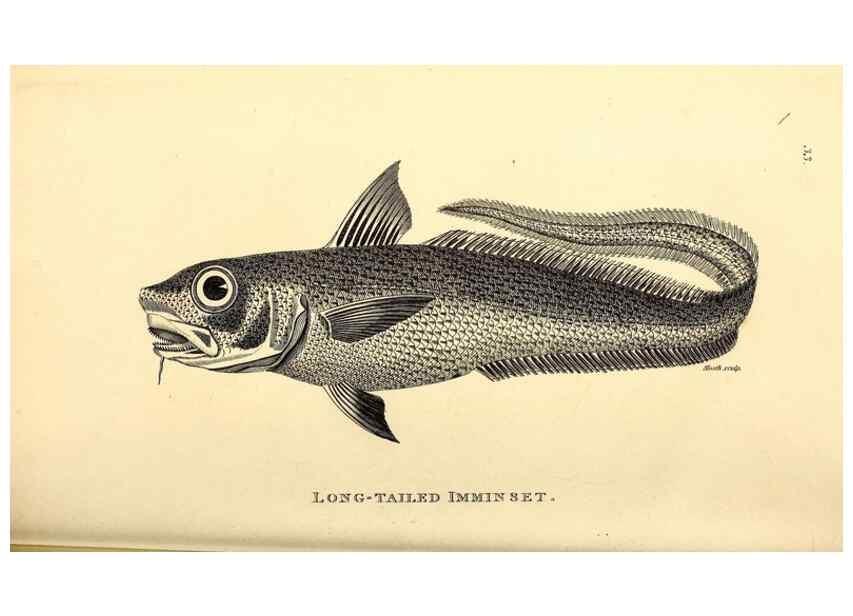 Reproducción/Reproduction 49826653171: General zoology, or Systematic natural history. London,Printed for G. Kearsley,1800-1826.. 