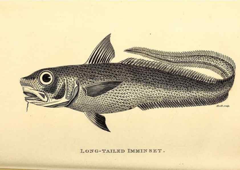 Reproducción/Reproduction 49826653171: General zoology, or Systematic natural history. London,Printed for G. Kearsley,1800-1826.. 