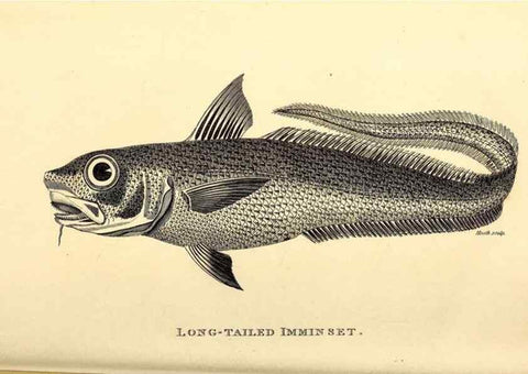 Reproducción/Reproduction 49826653171: General zoology, or Systematic natural history. London,Printed for G. Kearsley,1800-1826.. 