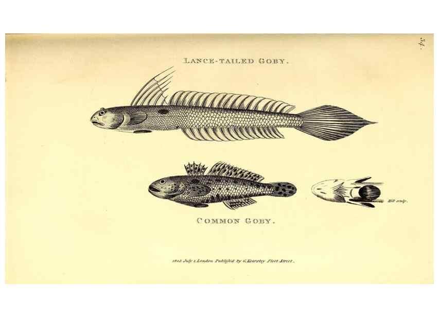 Reproducción/Reproduction 49826120648: General zoology, or Systematic natural history. London,Printed for G. Kearsley,1800-1826.. 