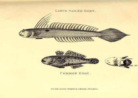Reproducción/Reproduction 49826120648: General zoology, or Systematic natural history. London,Printed for G. Kearsley,1800-1826.. 