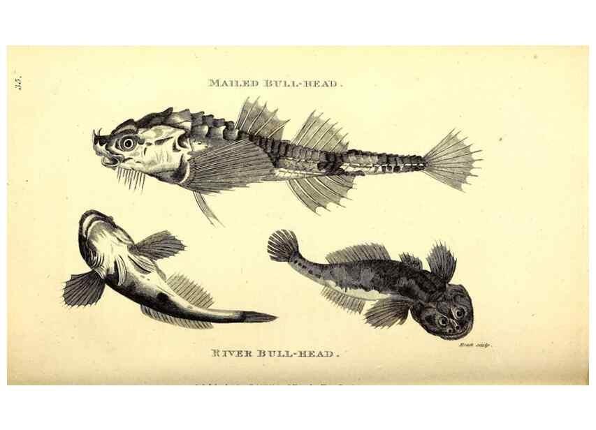 Reproducción/Reproduction 49826968127: General zoology, or Systematic natural history. London,Printed for G. Kearsley,1800-1826.. 