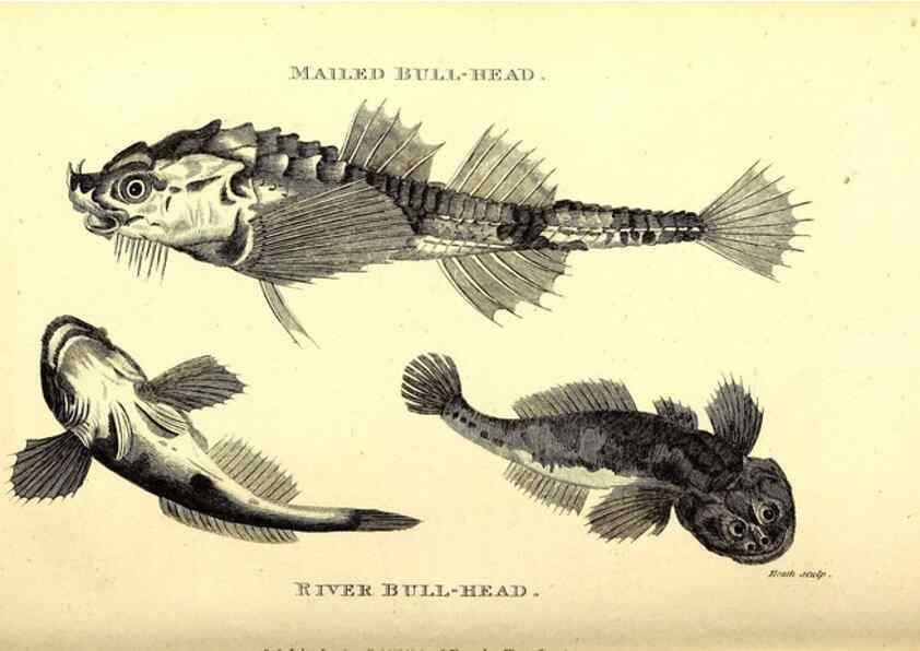 Reproducción/Reproduction 49826968127: General zoology, or Systematic natural history. London,Printed for G. Kearsley,1800-1826.. 