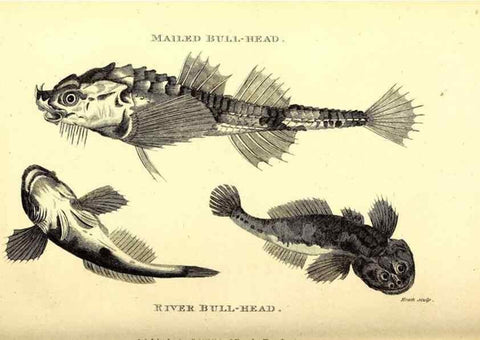 Reproducción/Reproduction 49826968127: General zoology, or Systematic natural history. London,Printed for G. Kearsley,1800-1826.. 