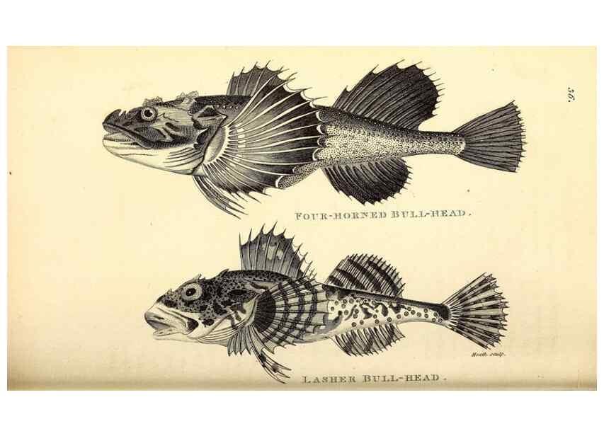 Reproducción/Reproduction 49826653801: General zoology, or Systematic natural history. London,Printed for G. Kearsley,1800-1826.. 