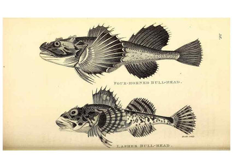 Reproducción/Reproduction 49826653801: General zoology, or Systematic natural history. London,Printed for G. Kearsley,1800-1826.. 