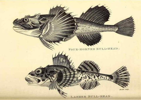 Reproducción/Reproduction 49826653801: General zoology, or Systematic natural history. London,Printed for G. Kearsley,1800-1826.. 