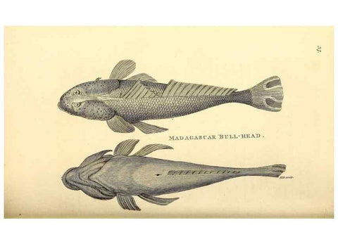 Reproducción/Reproduction 49826121358: General zoology, or Systematic natural history. London,Printed for G. Kearsley,1800-1826.. 