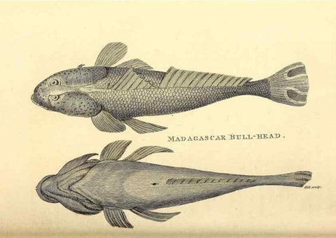 Reproducción/Reproduction 49826121358: General zoology, or Systematic natural history. London,Printed for G. Kearsley,1800-1826.. 