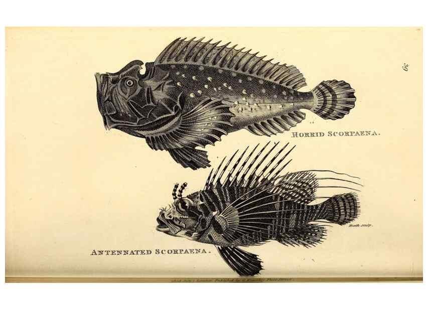 Reproducción/Reproduction 49826969212: General zoology, or Systematic natural history. London,Printed for G. Kearsley,1800-1826.. 
